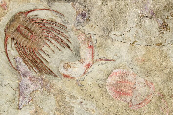 Red Selenopeltis Trilobite - Fezouata Formation #260366